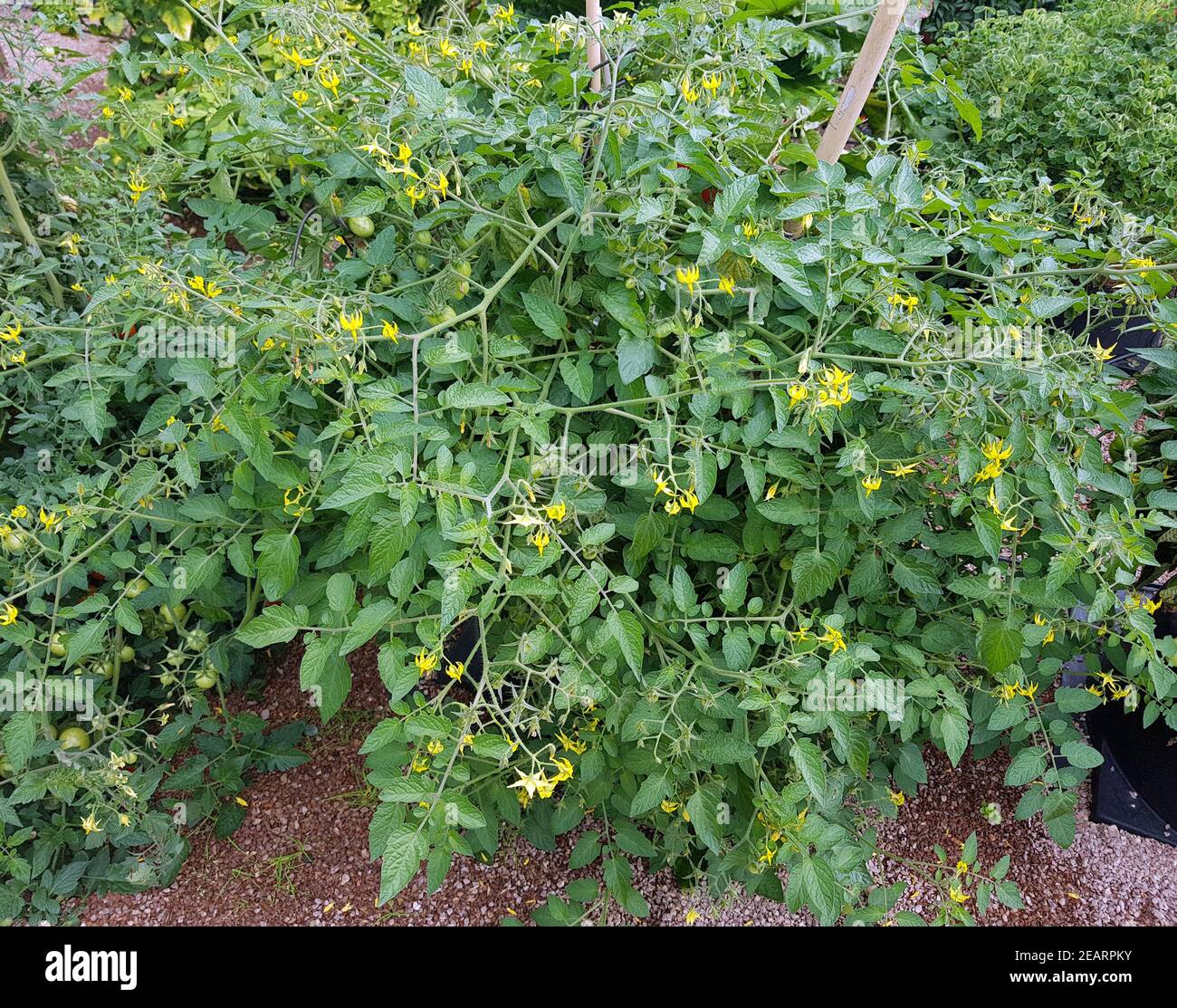 Buschtomate, Romello F1, Tomate, Lycopersicon, esculentum rote, Frucht rot Gemuese Foto Stock
