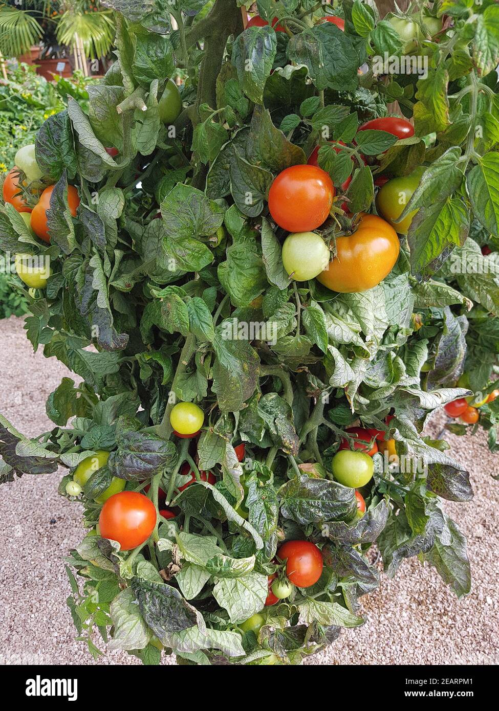 Buschtomate, Hoffmanns Rentita F1, Tomate, Lycopersicon, esculentum Foto Stock