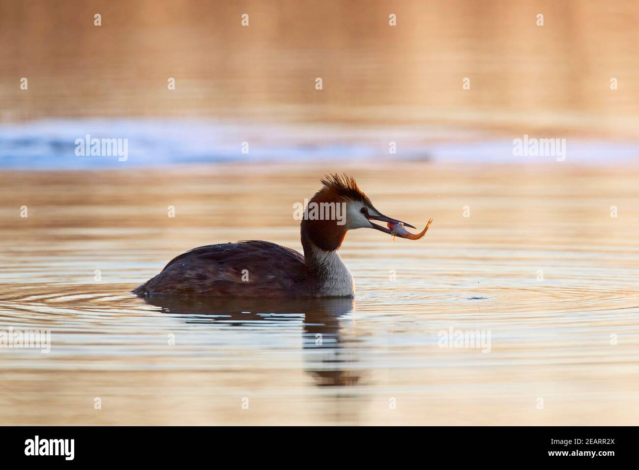 Grande grebe crestato (Podiceps cristatus) in allevamento piumaggio nuoto in lago / stagno con catturato pesce in becco all'alba in primavera Foto Stock