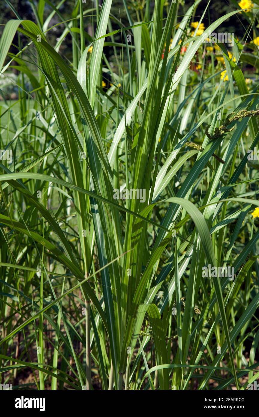 Riesen-Chinaschilf Energiepflanze Foto Stock