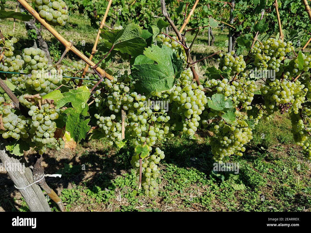 Riesling Weisswein Weintraube Foto Stock