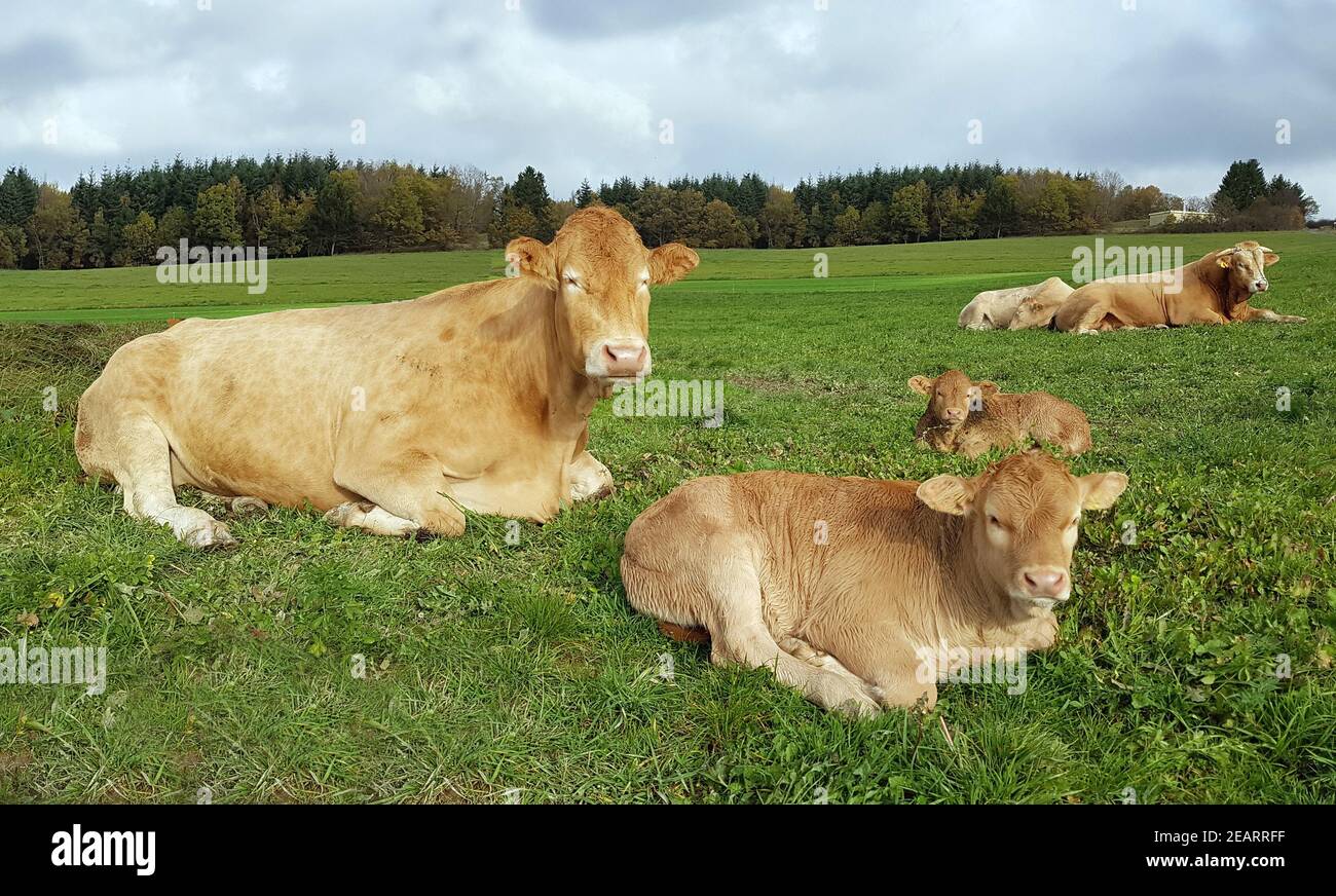 Fleischkuehe, Aquitaine, Rinder, Blonde, d' Aquitaine Foto Stock