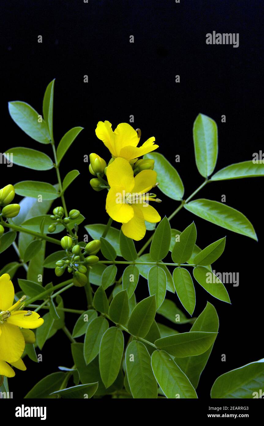 Chinesische Senna, Heilpflanzen, Foto Stock
