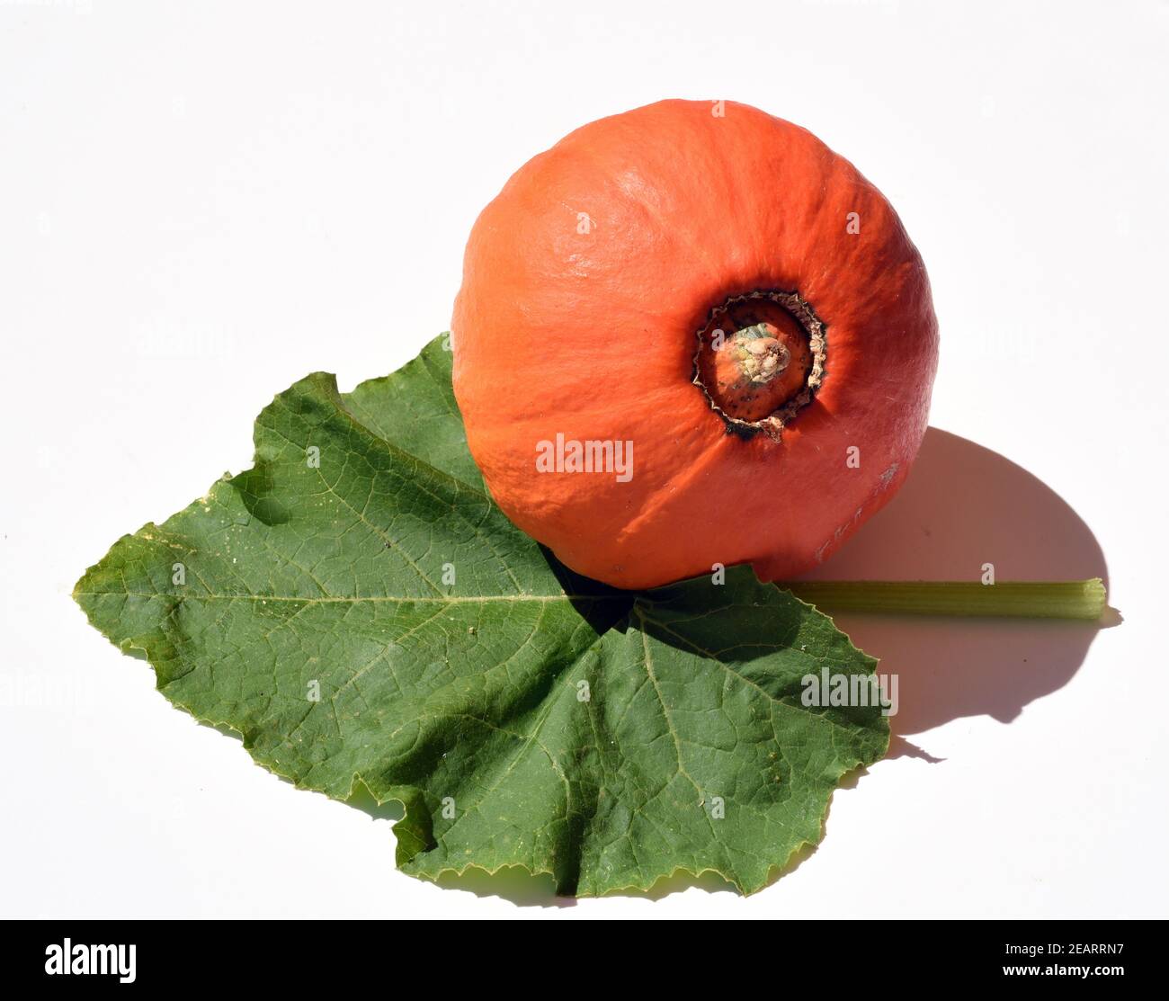 Hokkaidokuerbis, Cucurbita maxima, convar. hubbardiana, Hokkaido Foto Stock