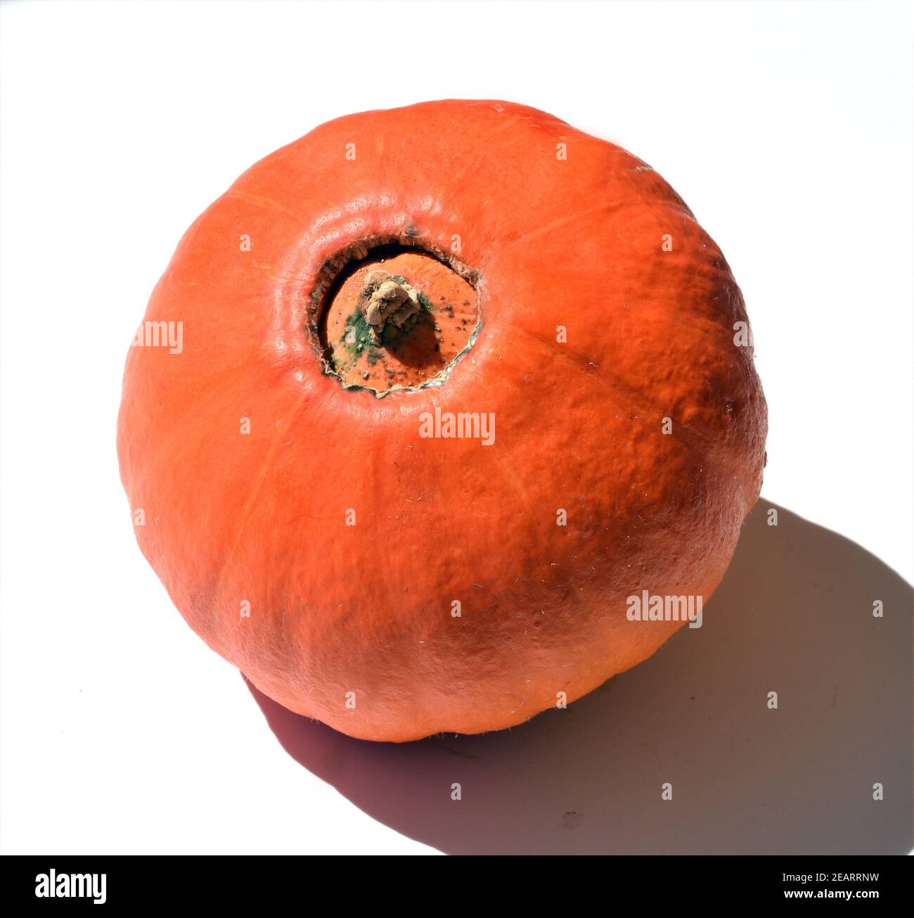 Hokkaidokuerbis, Cucurbita maxima, convar. hubbardiana, Hokkaido Foto Stock