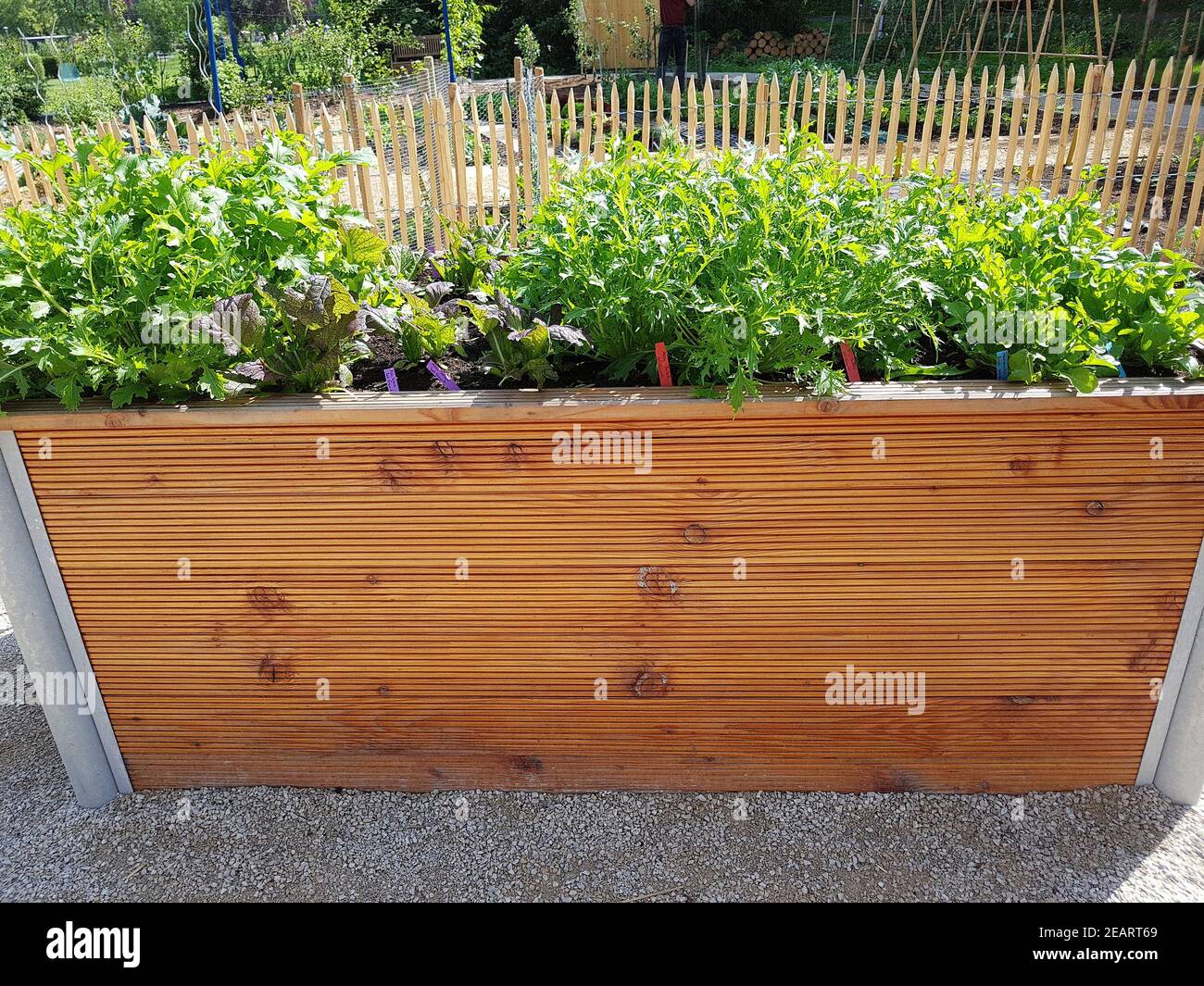 Hochbeet, Kraeuter, Gemuese Foto Stock
