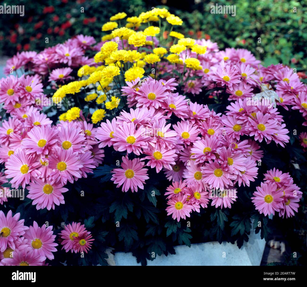 Chrysanthemen Foto Stock