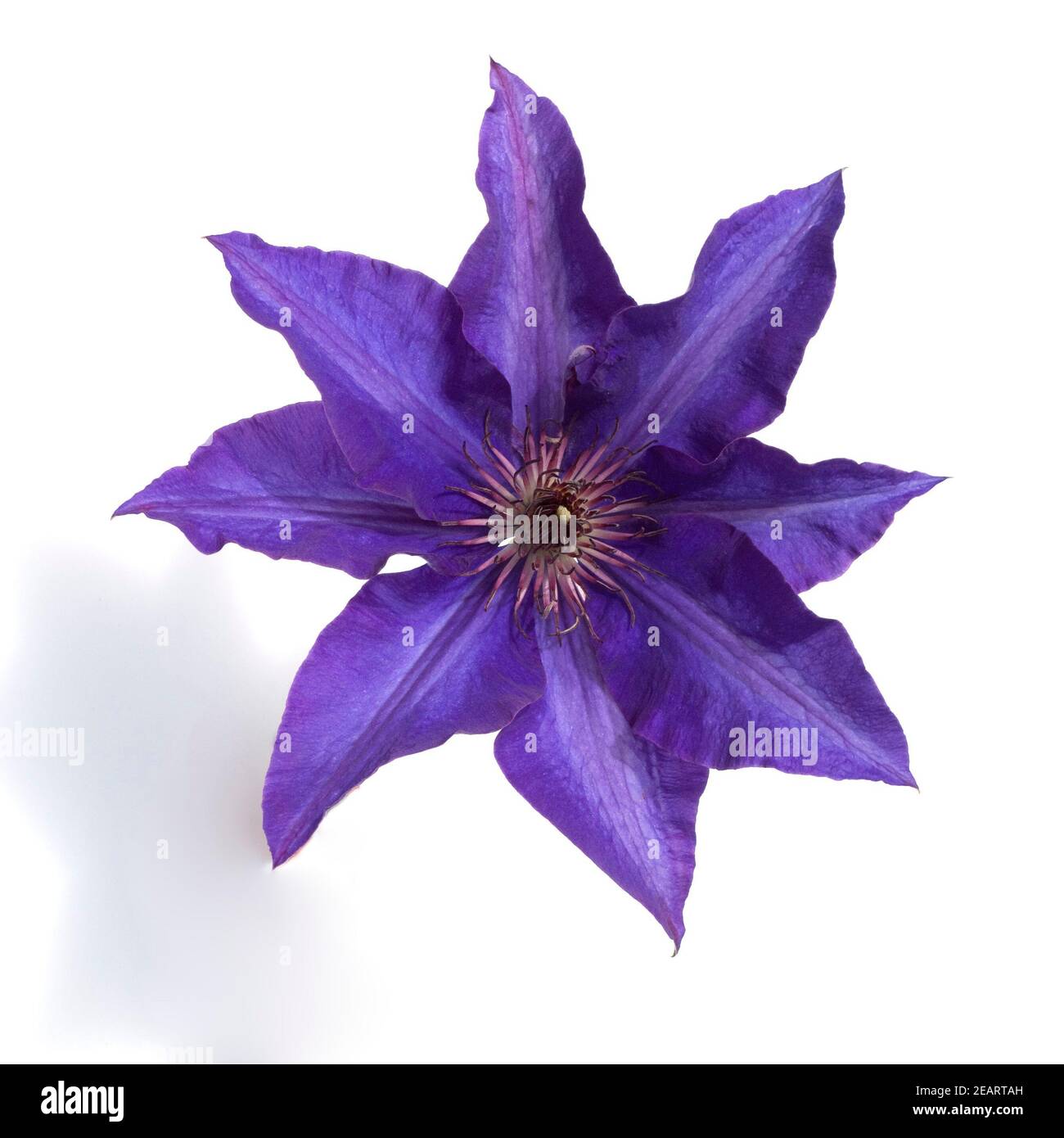 Clematis Presidente Foto Stock