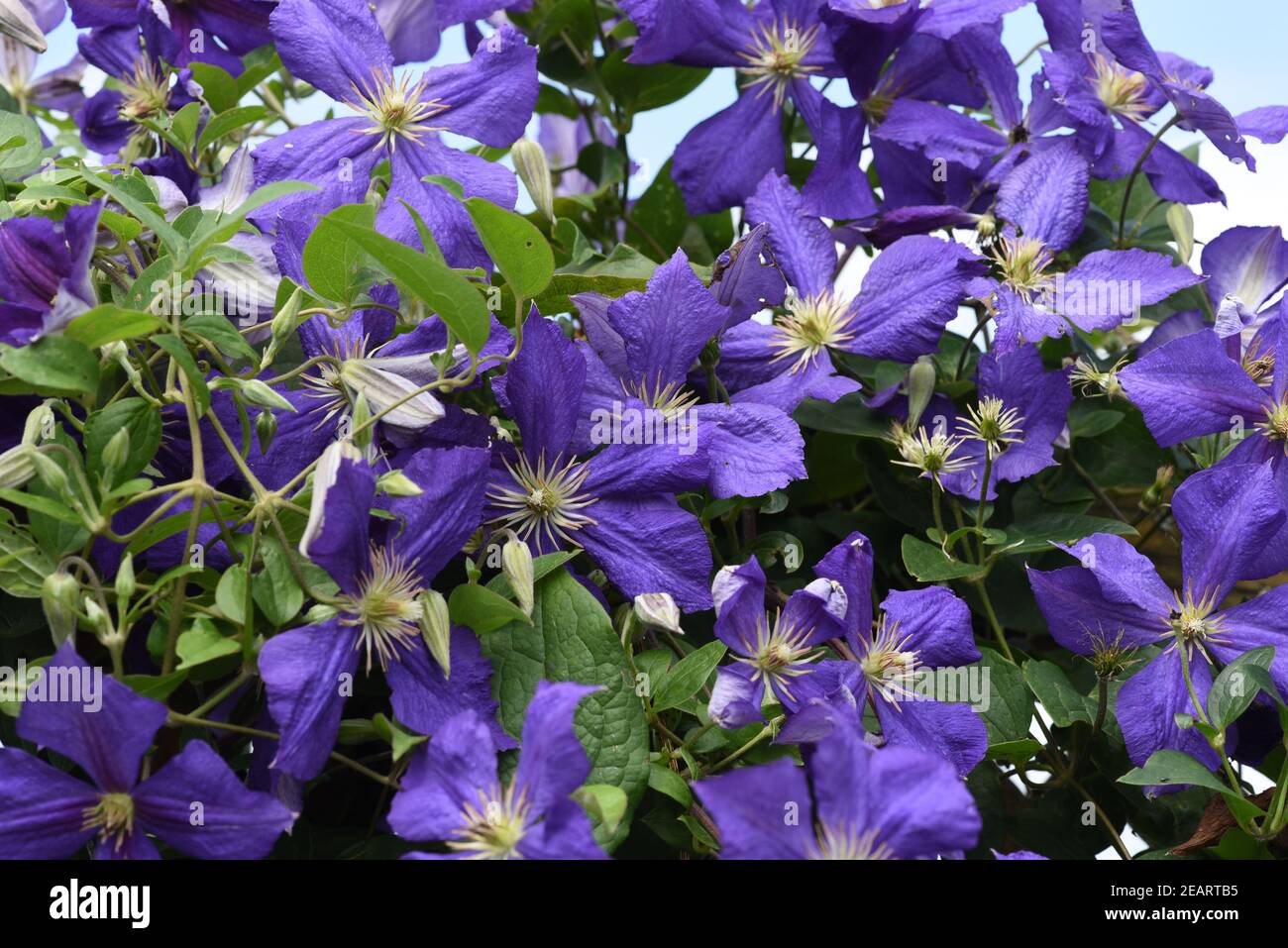 La clematide Jackmanii, Clematis-Hybride Foto Stock