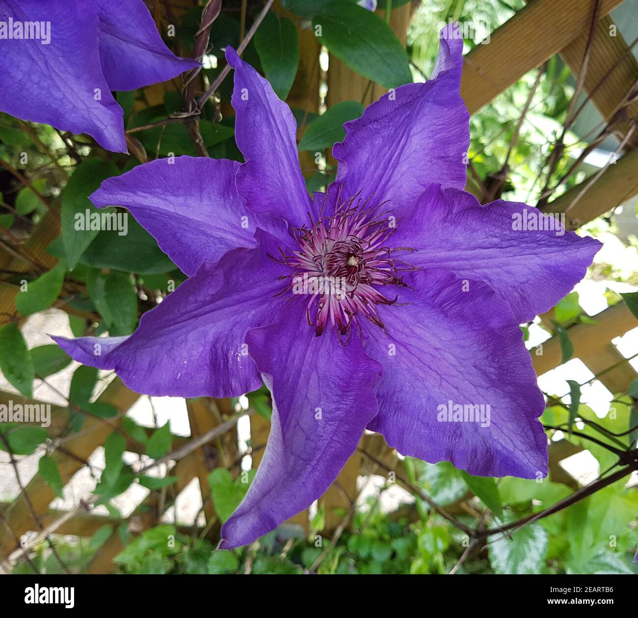 Clematis Presidente Foto Stock