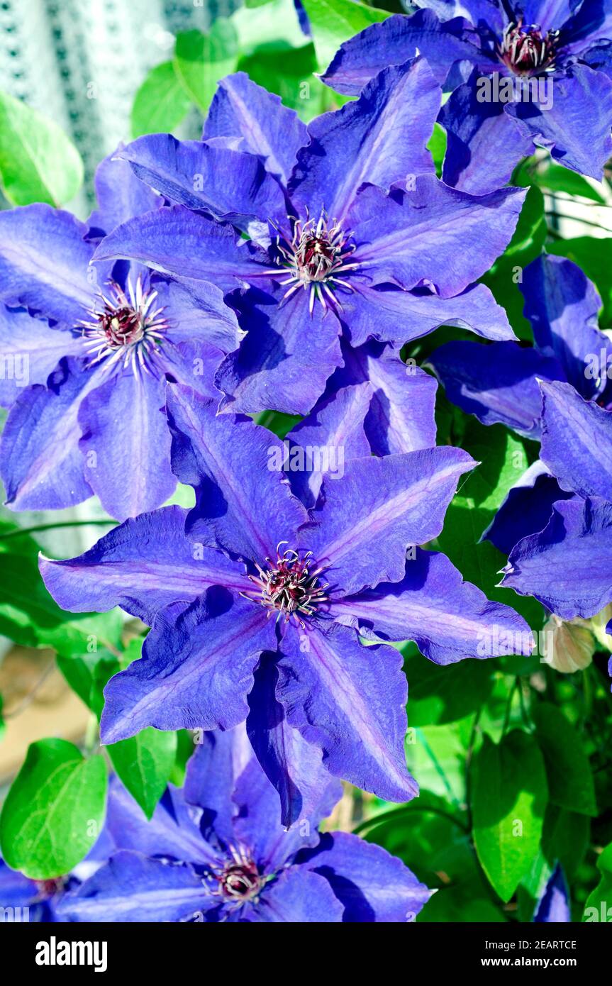 Clematis Presidente Foto Stock