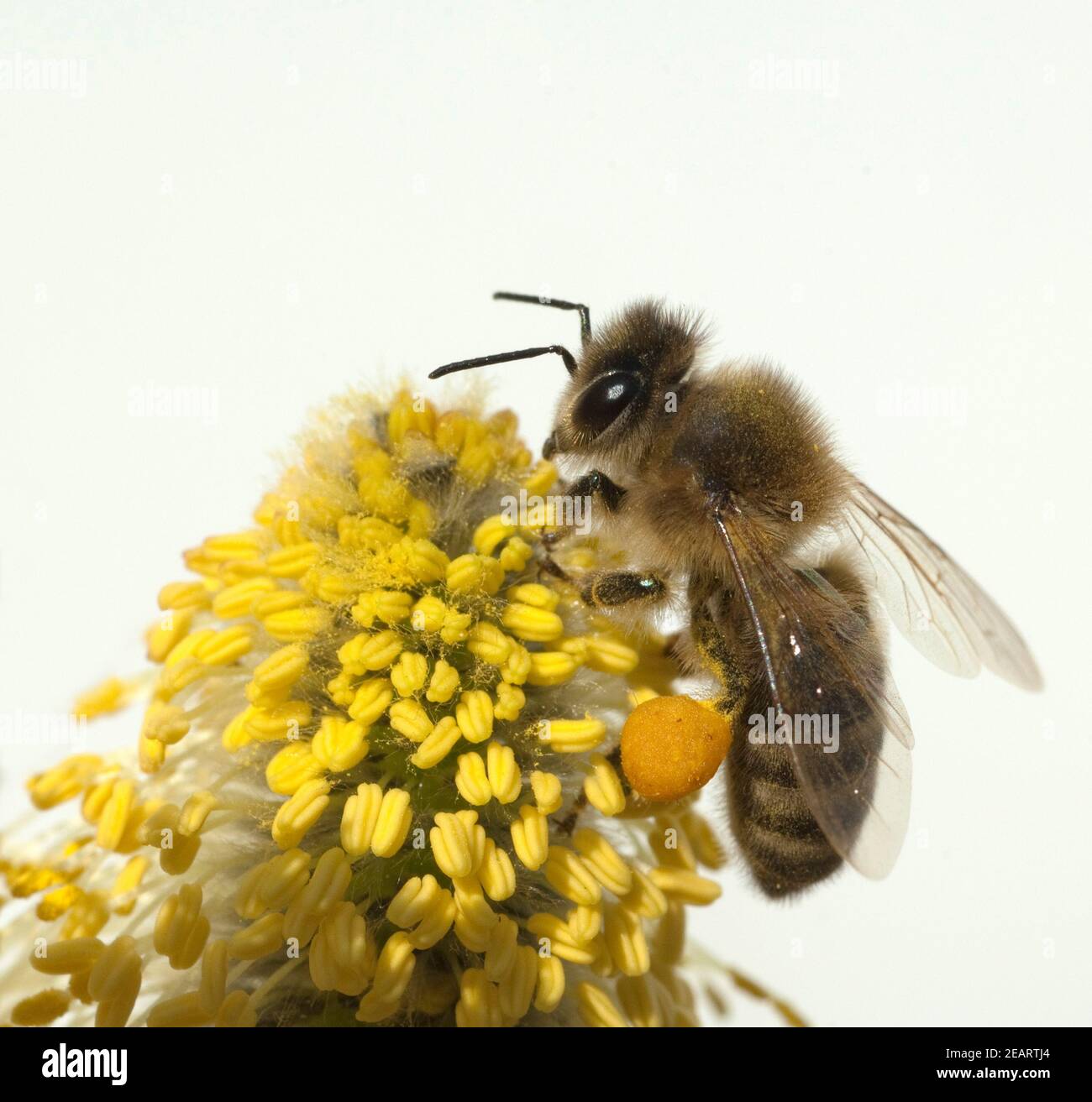 Weidenkaetzchen; Biene; Pollenhoeschen; Foto Stock
