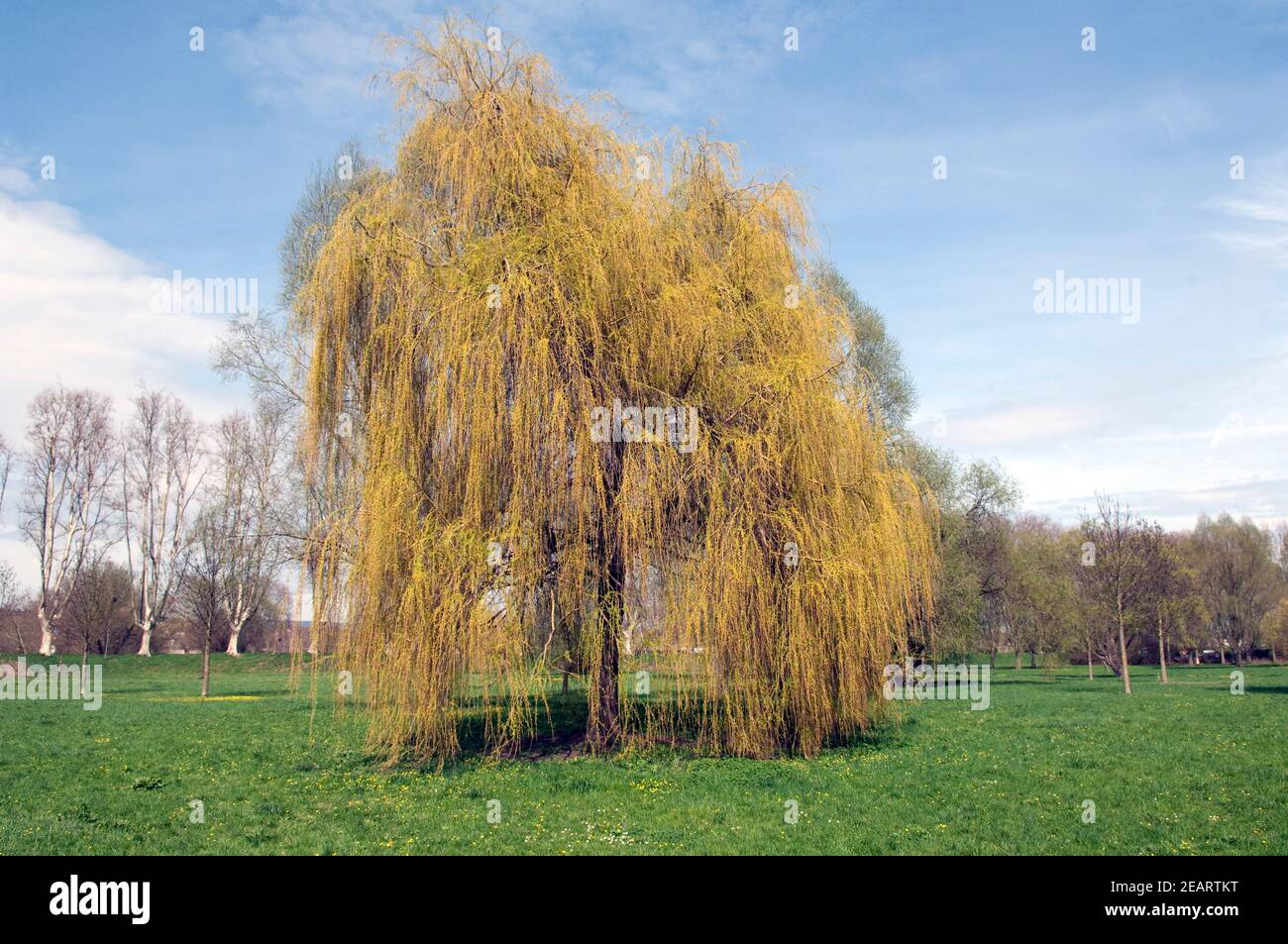 Trauerweide, Salix babylonica Foto Stock
