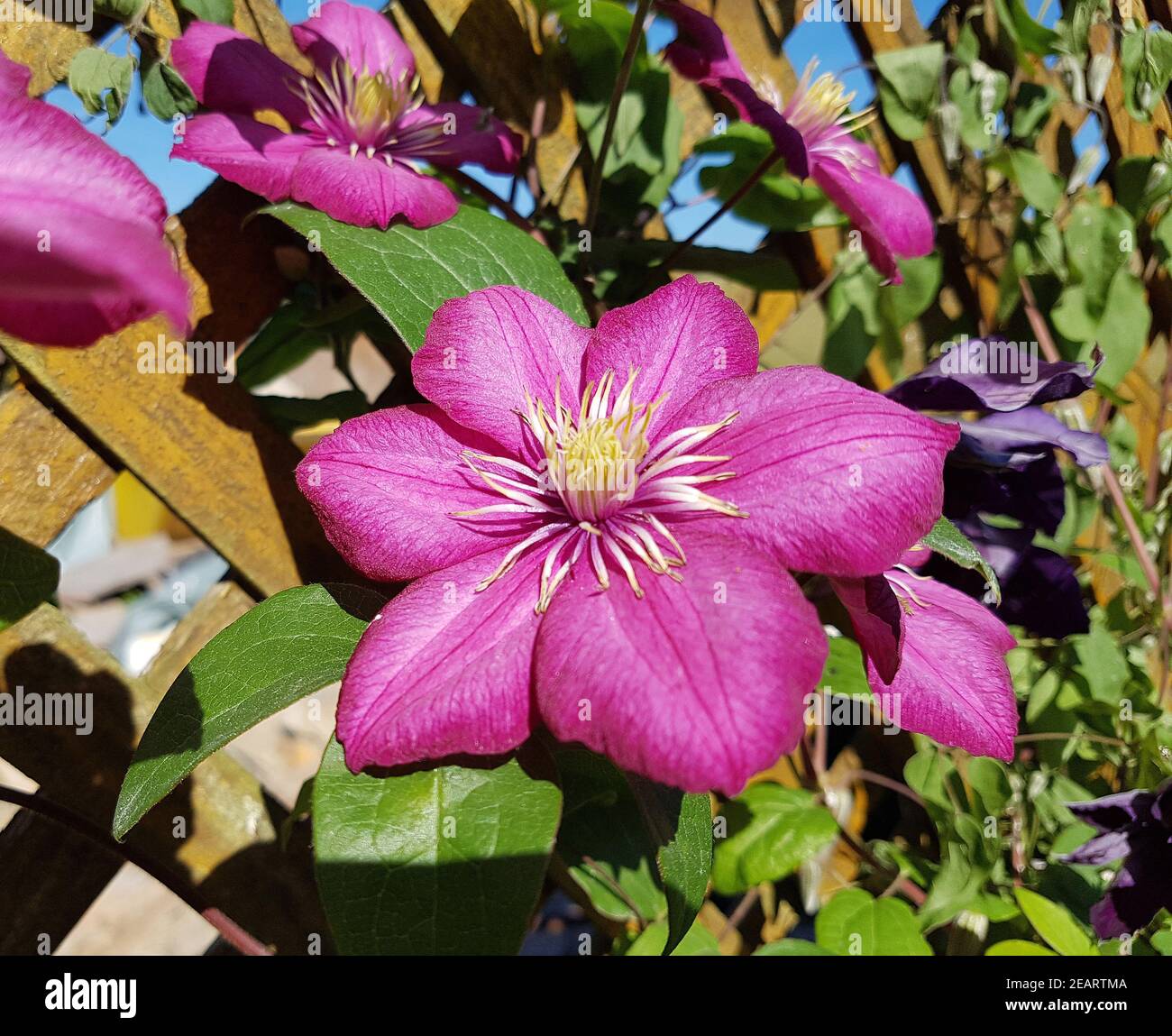 Clematis Ville de Lyon, Clematis-Hybride Foto Stock