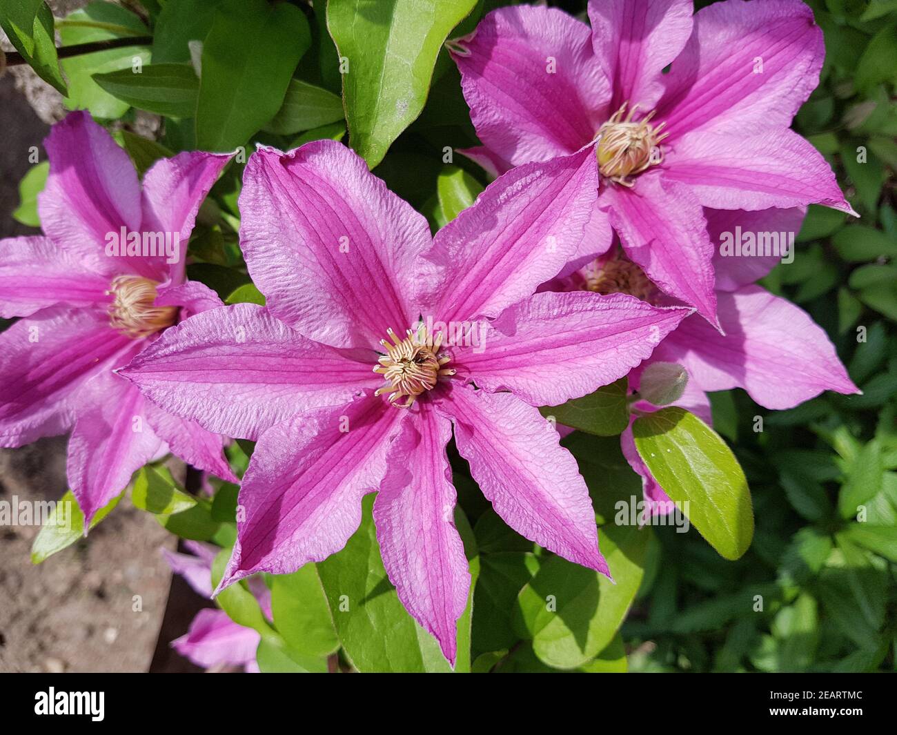 Clematis, Ville, de, Lione, Clematis-Hybride Foto Stock