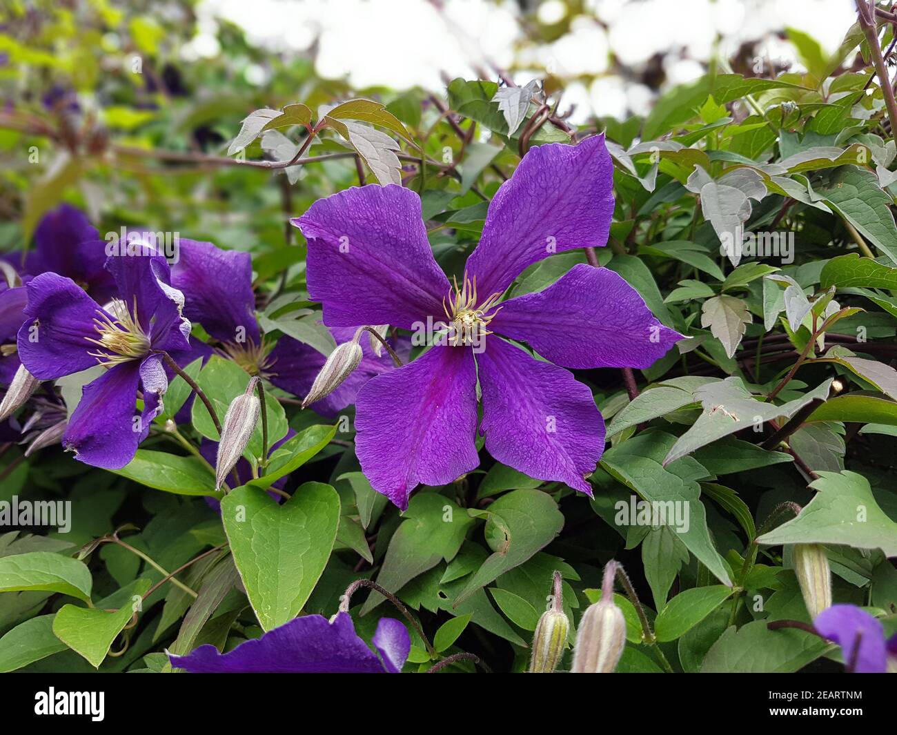 Clematis Jackmanii Clematis-Hybride, Kletterpflanze Foto Stock