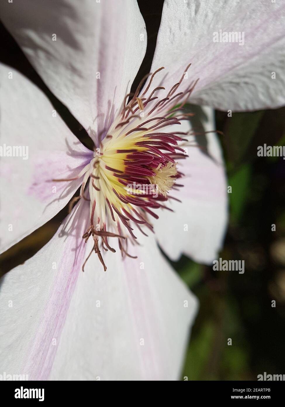 Clematis-Hybride, mm. le Coultre, Kletterpflanze Foto Stock