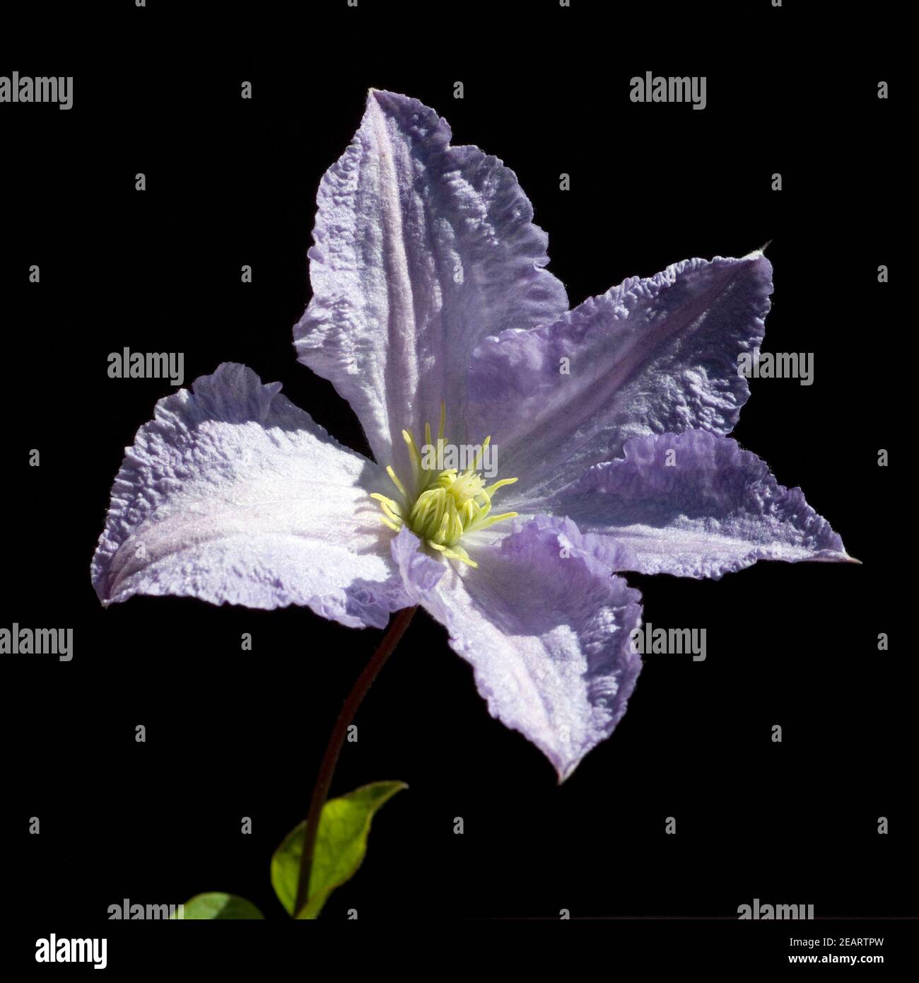 Clematis viticella, Blu, Angelo Foto Stock