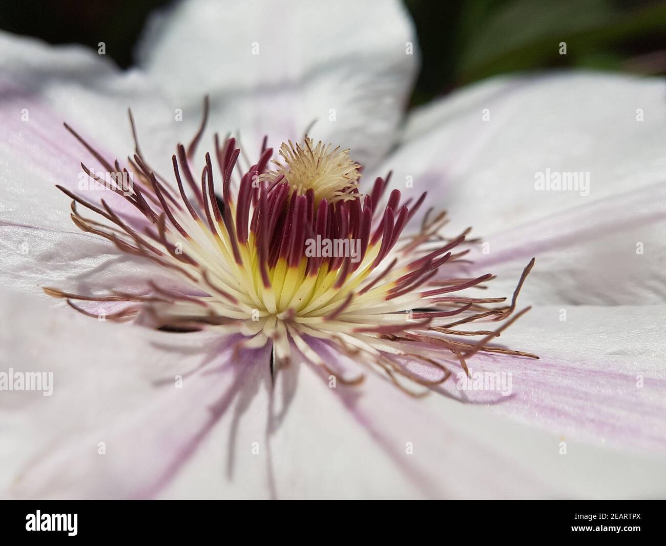 Clematis-Hybride, mm. le Coultre, Kletterpflanze Foto Stock