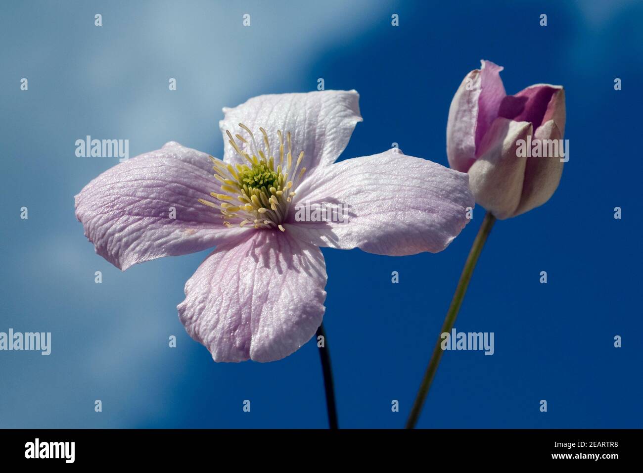 Clematis montana Foto Stock