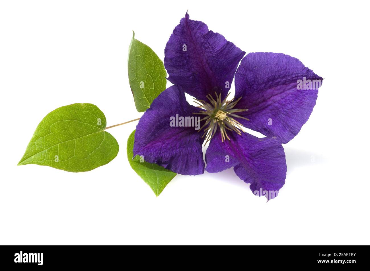 Clematis, Clematis Jackmanii Foto Stock