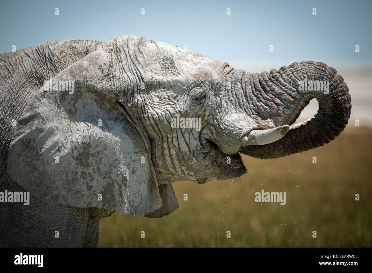 Primo piano di un elefante africano cespuglio acqua fuoriuscite Foto Stock