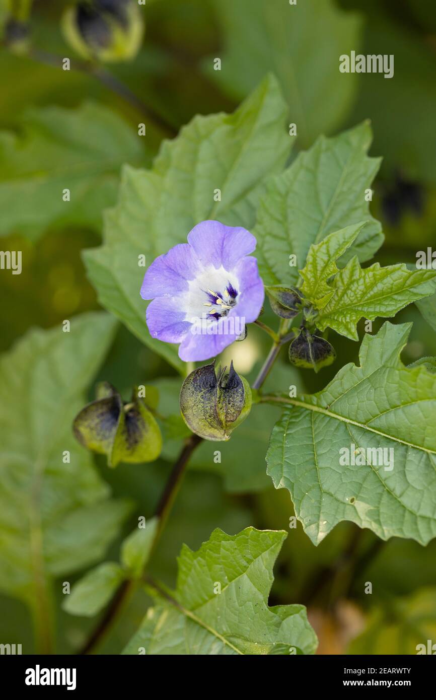 Primo piano di Nicandra Physalodes / Apple del Perù / Shoofly Pianta con calici fioritura durante l'estate in un giardino in Inghilterra Regno Unito Foto Stock