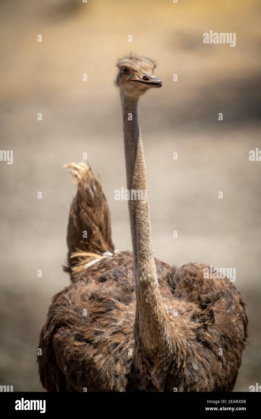 Primo piano della telecamera ostriche comune femminile Foto Stock