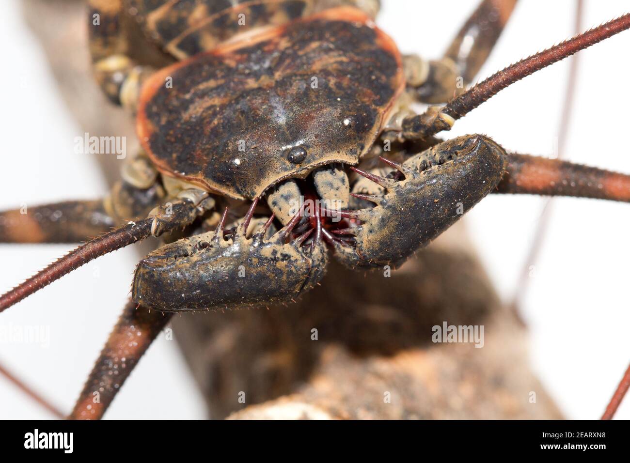 Scorpione di frusta senza coda (Phrynus barbadensis Foto stock - Alamy