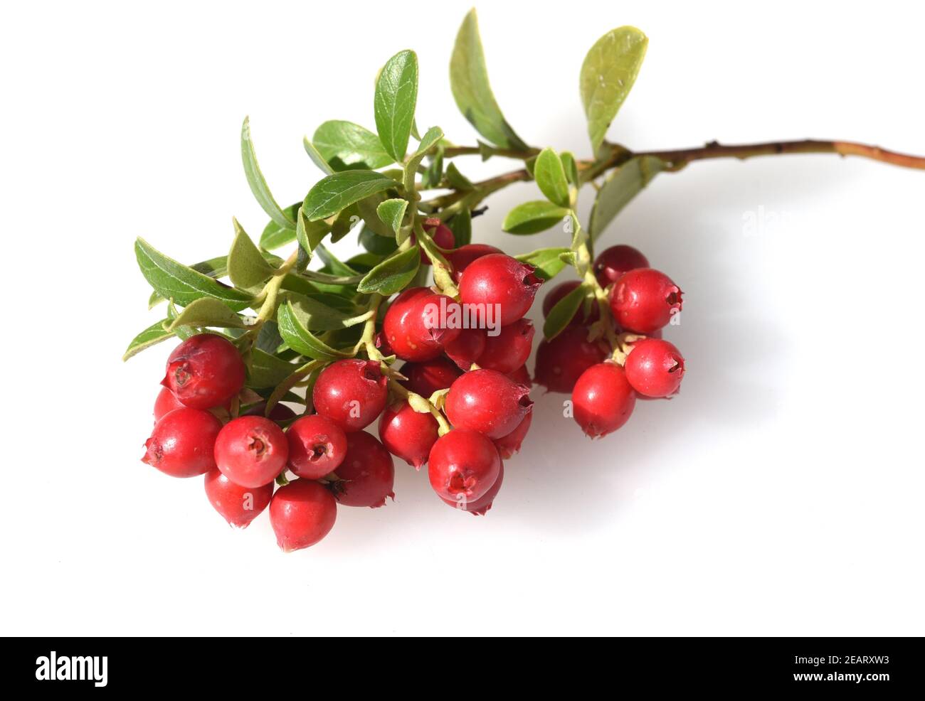 Mirtillo rosso, macrocarpon di Vaccinium, Moosbeere Foto Stock