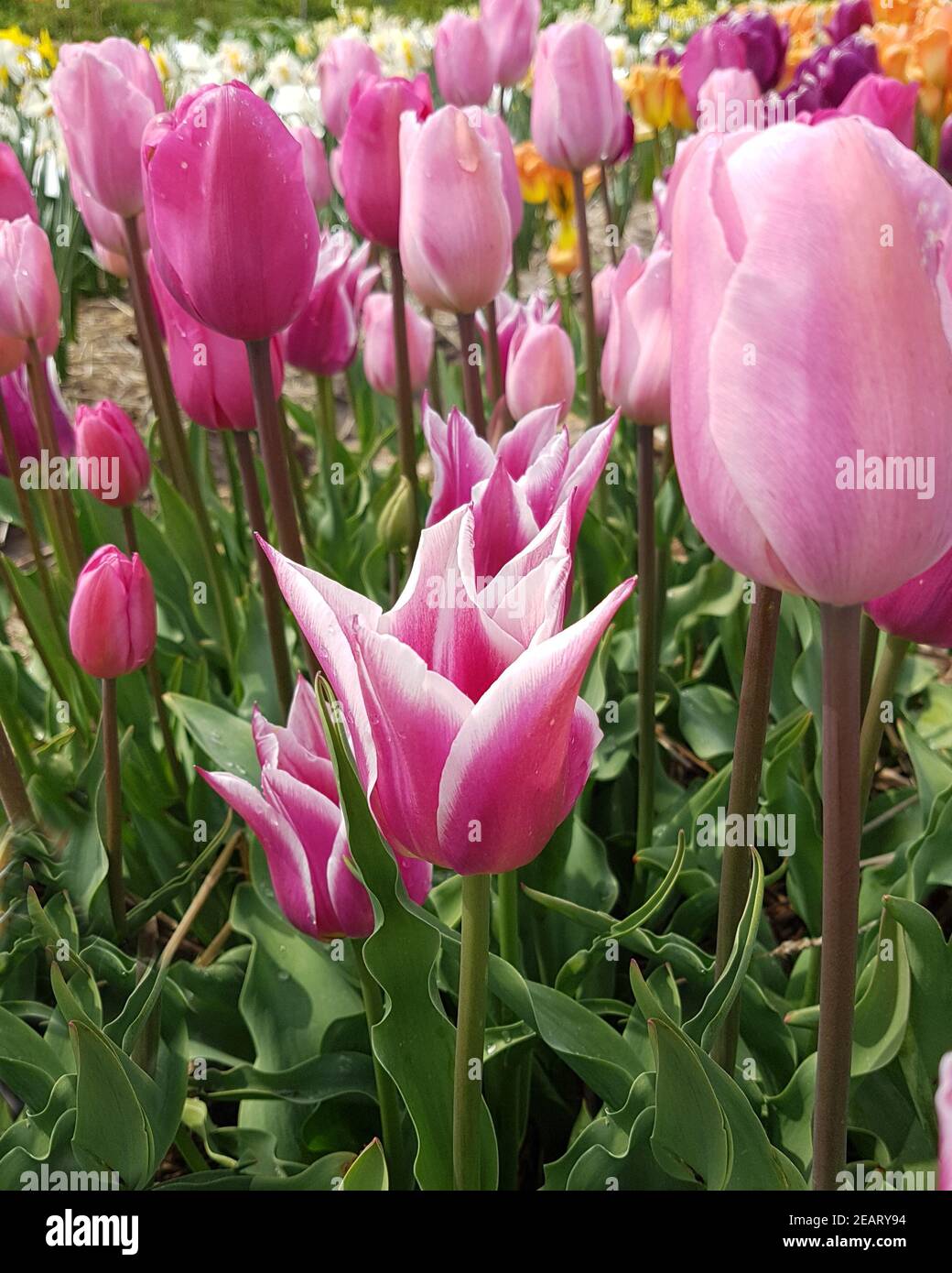 Tulipa vedere passera vista, Tulpenbluete Foto Stock