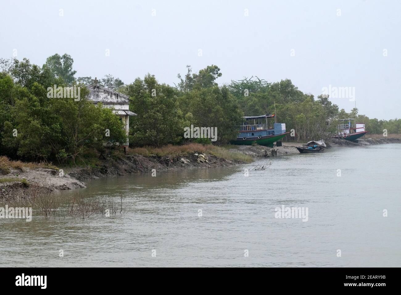 Barca su rive di fango, Mangrove foresta, Sundarbans, Gange delta, Bengala Occidentale, India Foto Stock