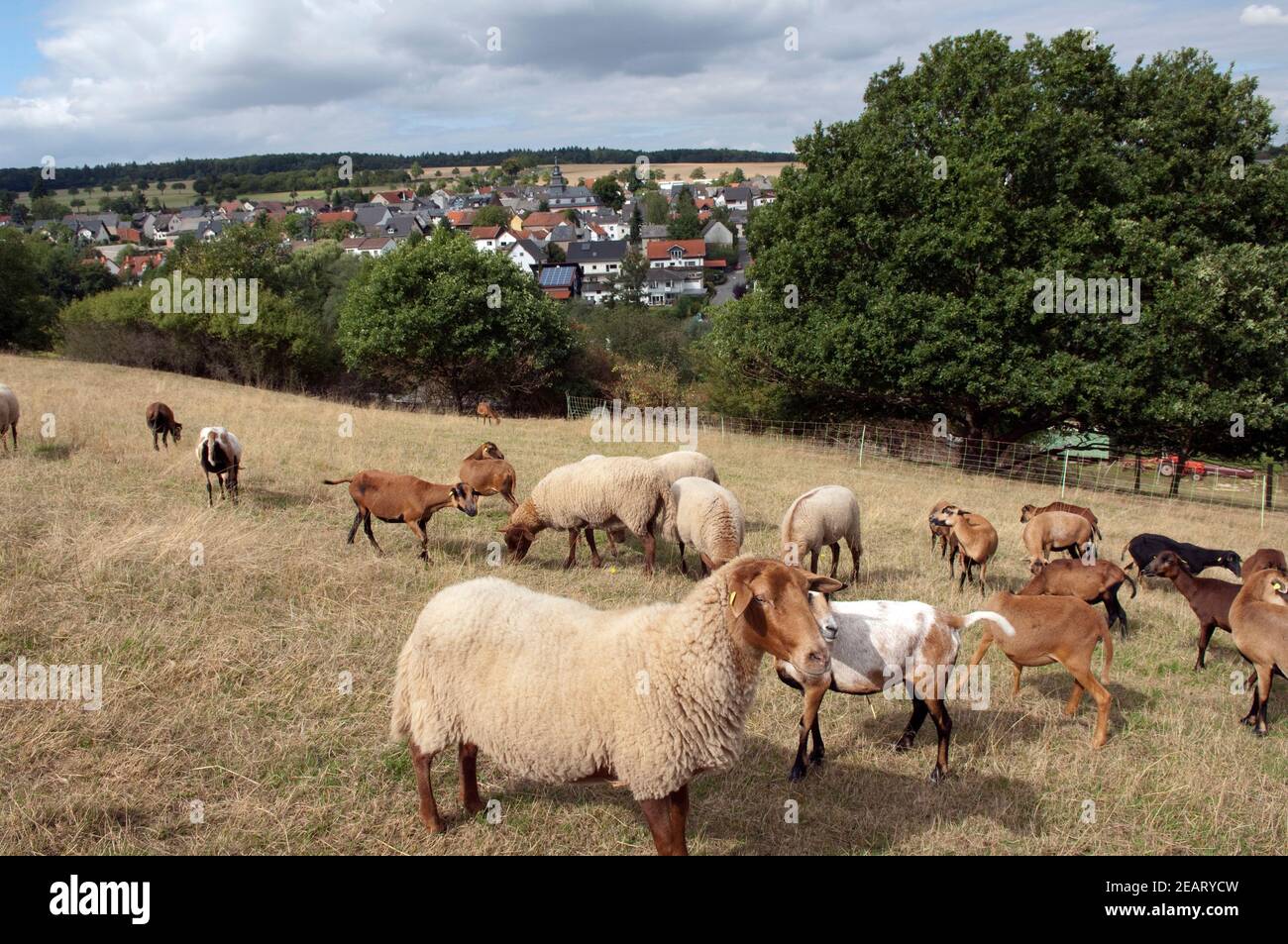 Coburger, Fuchsschaf, Arche-Hof, Bedrohte, gefaehrdet Foto Stock