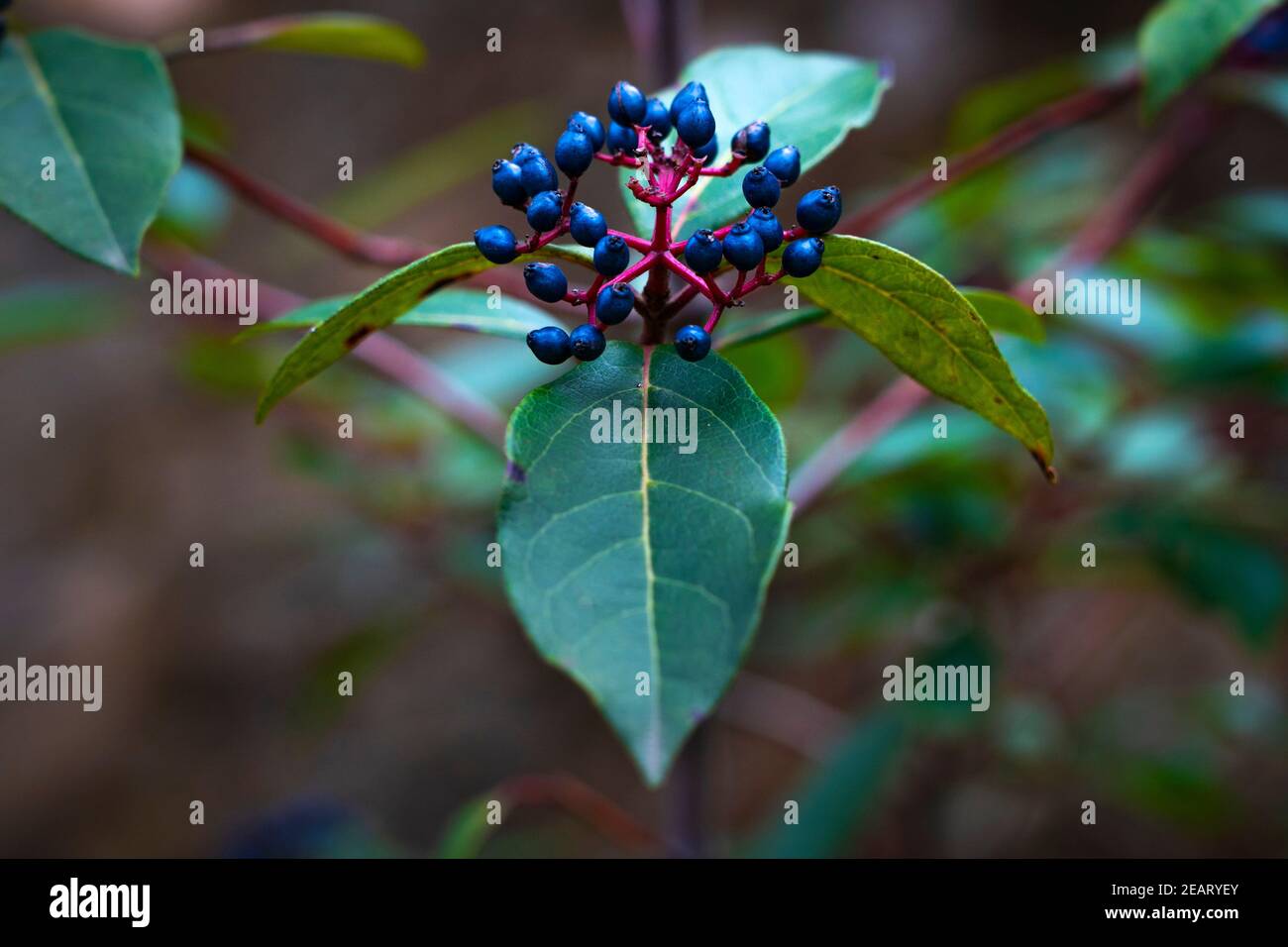 Marfull, Viburnum tinus Foto Stock