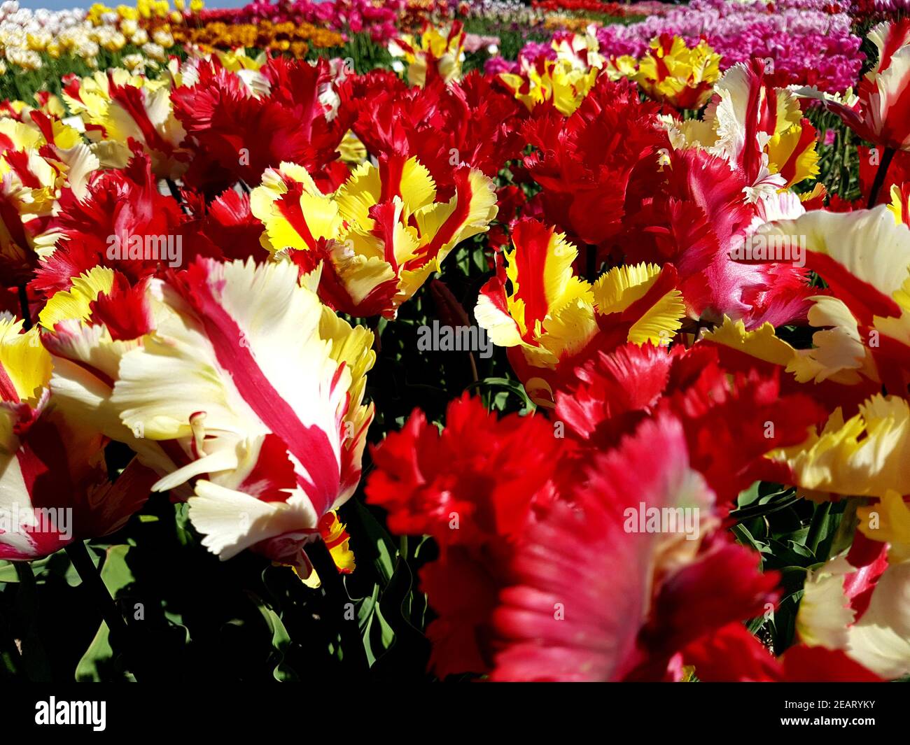 Tulipa, pappagallo fiammante, fuoco di giardino, Tulpenbluete Foto Stock