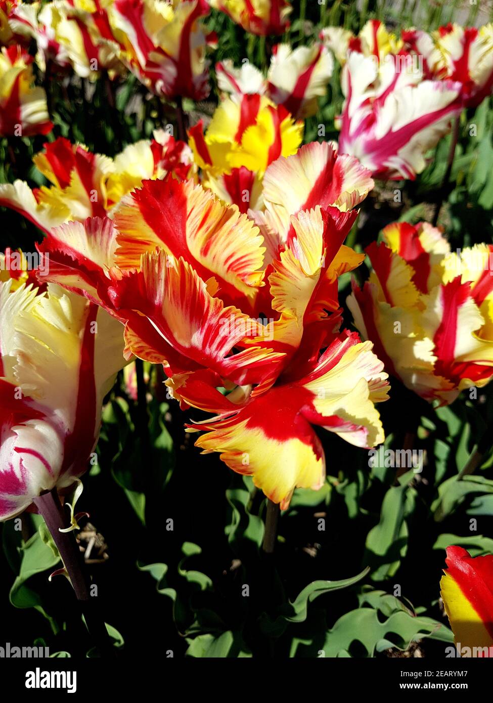 Tulipa, Parrot Flaming, Tulpenbluete Foto Stock