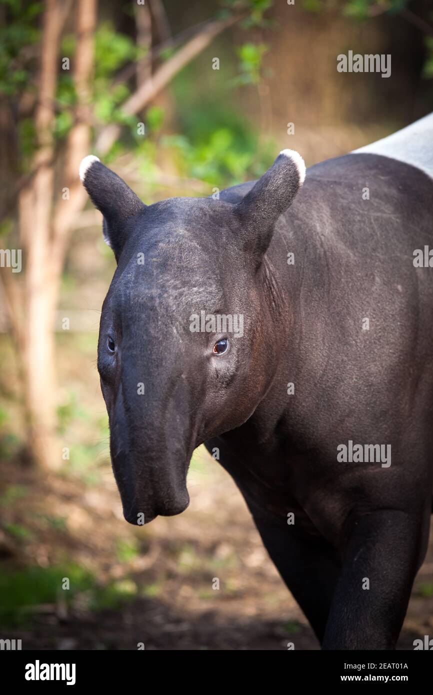 Il tapiro: la malese, chiamato anche Asian tapiro (Tapirus indicus) Foto Stock