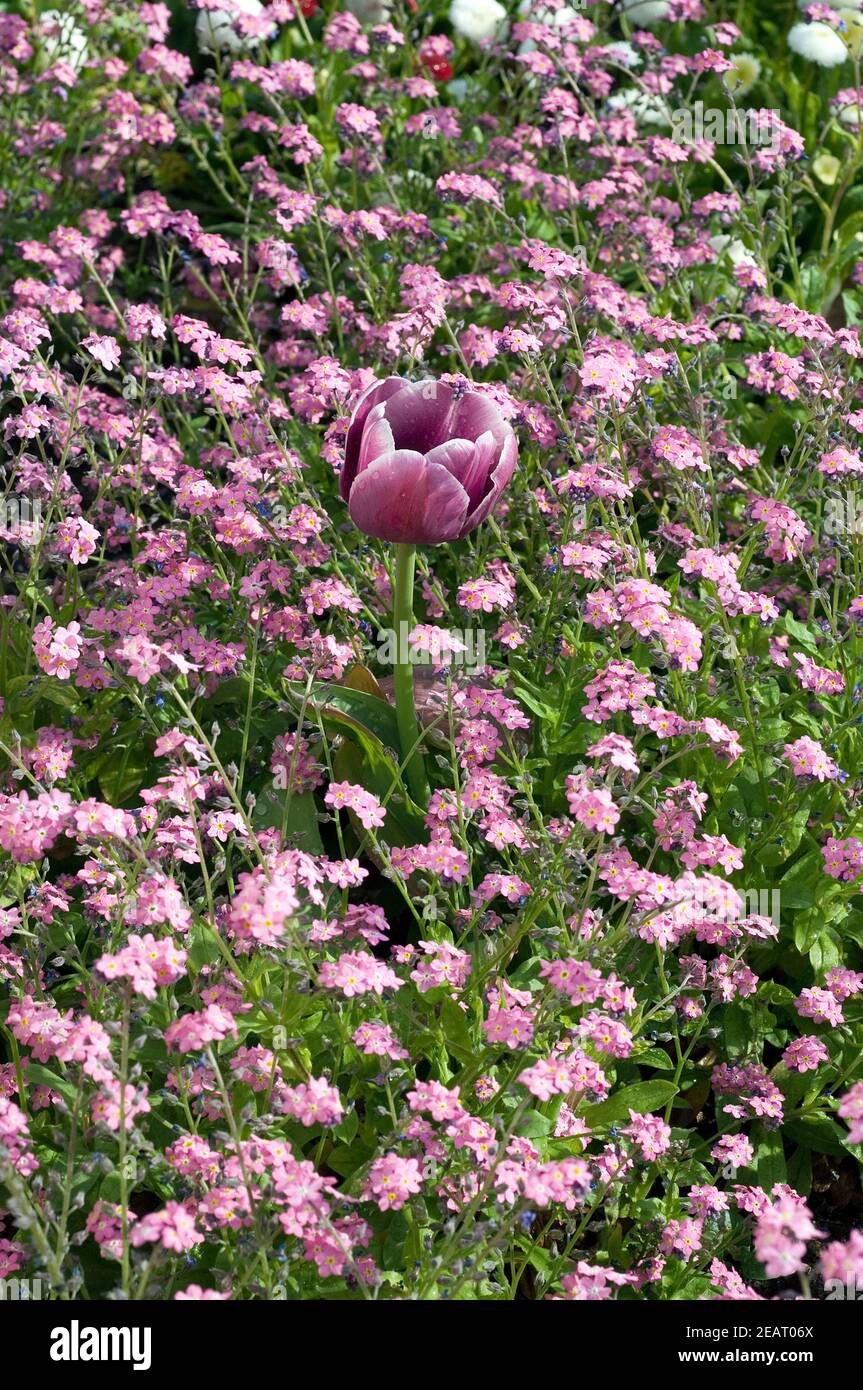 Tulpe Foto Stock