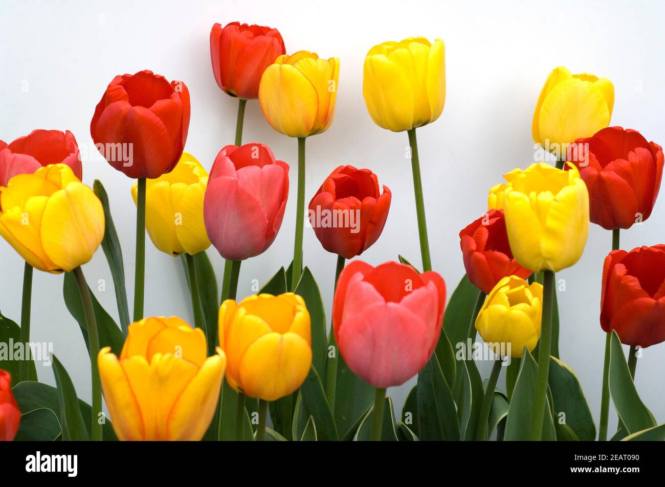 Tulpen Foto Stock