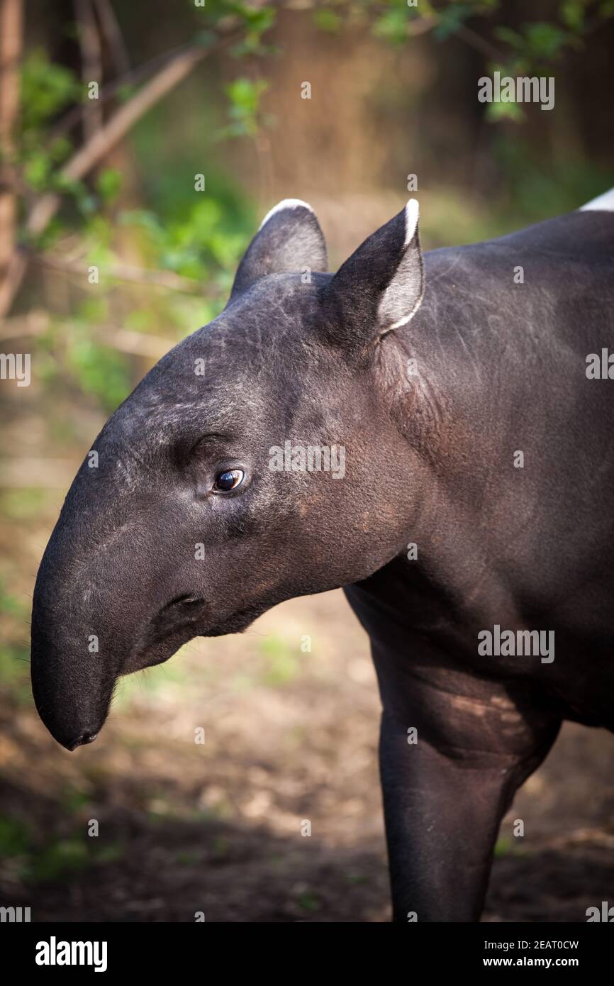 Il tapiro: la malese, chiamato anche Asian tapiro (Tapirus indicus) Foto Stock