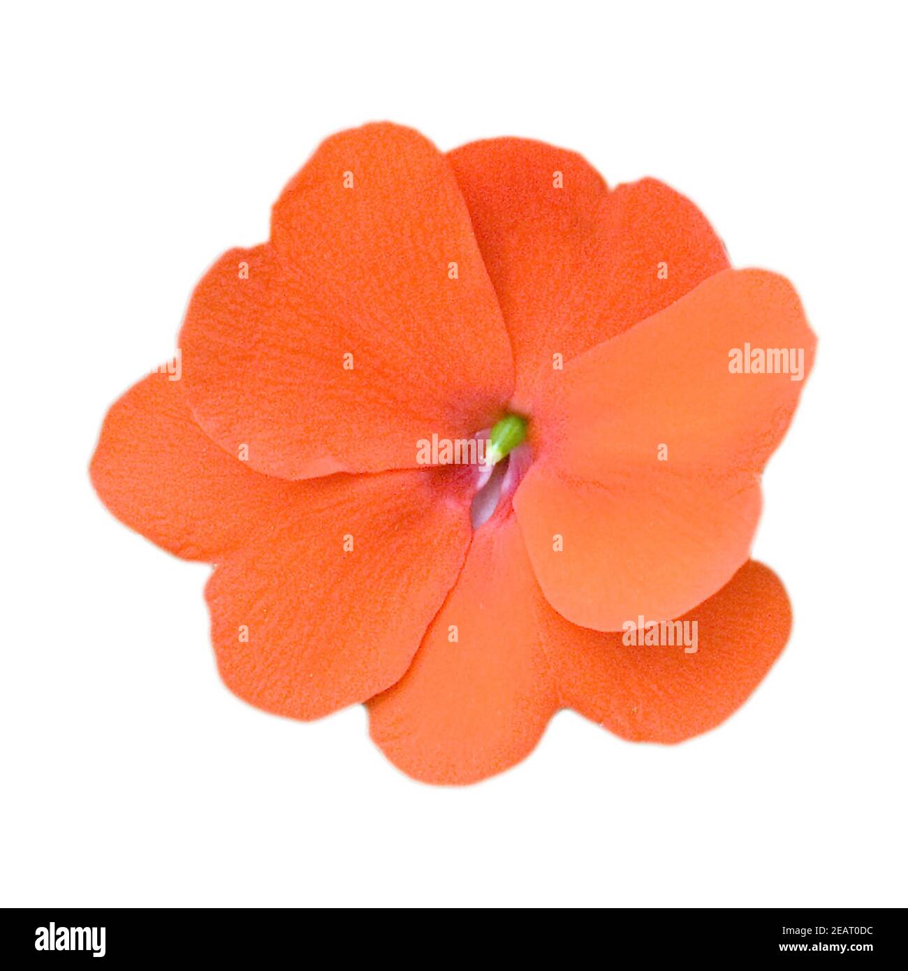 Impatiens-Neu-Guinea-Hybriden; Foto Stock