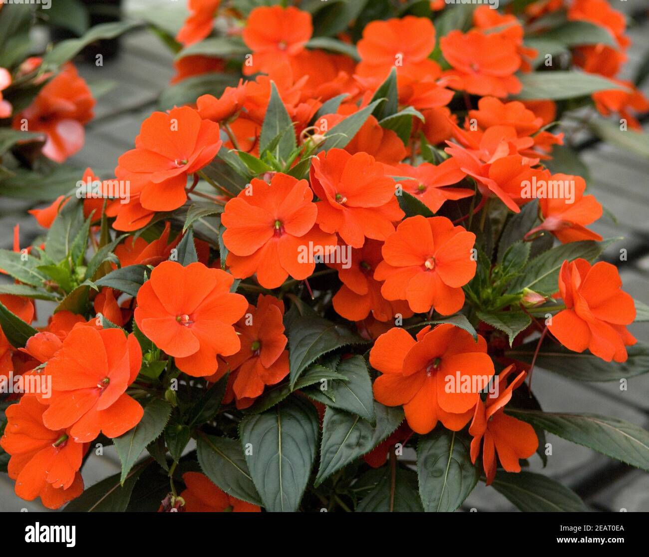 Impatiens neuguinea Foto Stock