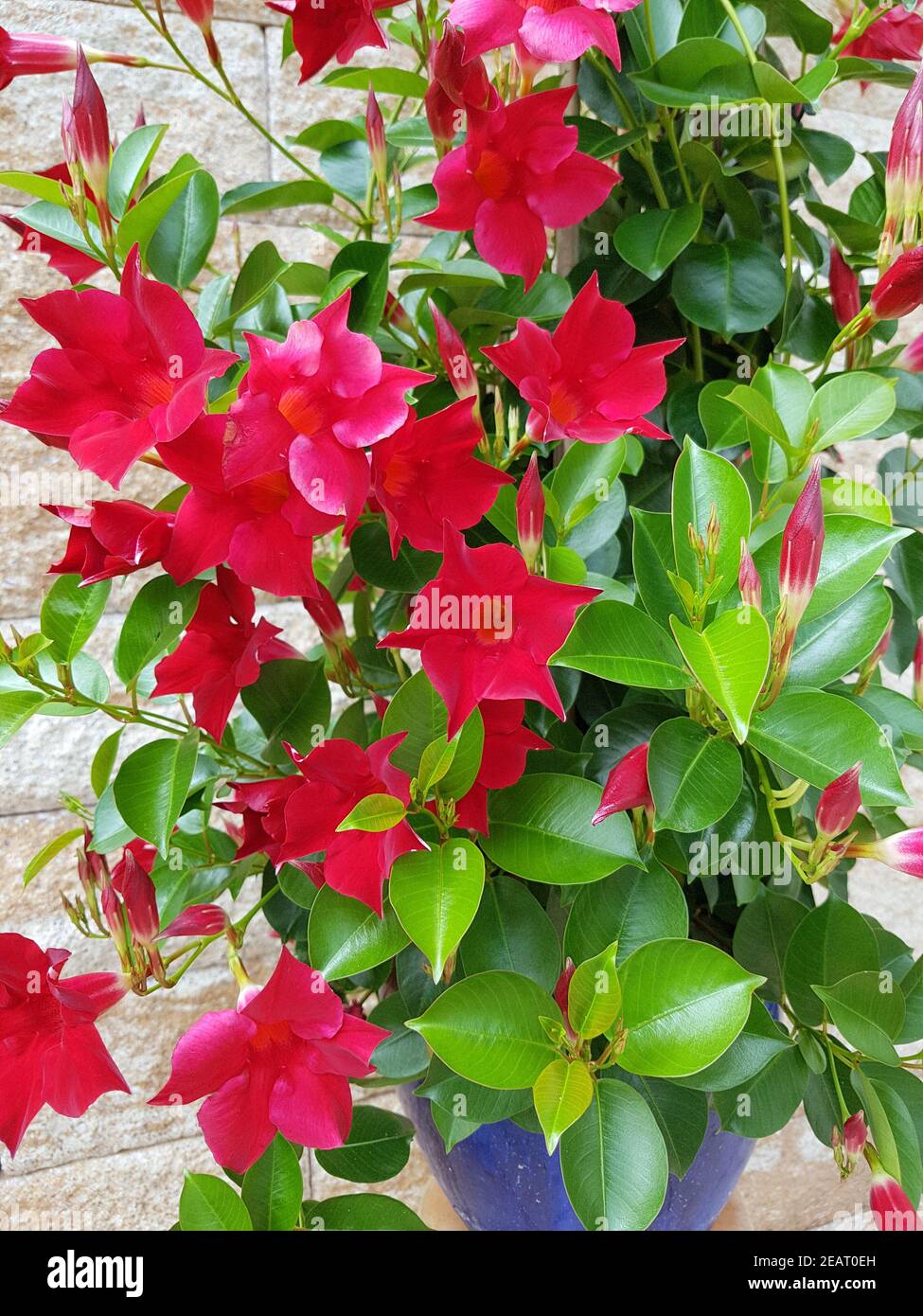 Dipladenia, Sanderi, Sundaville, Balkonblumen, Kuebelpflanze Foto Stock