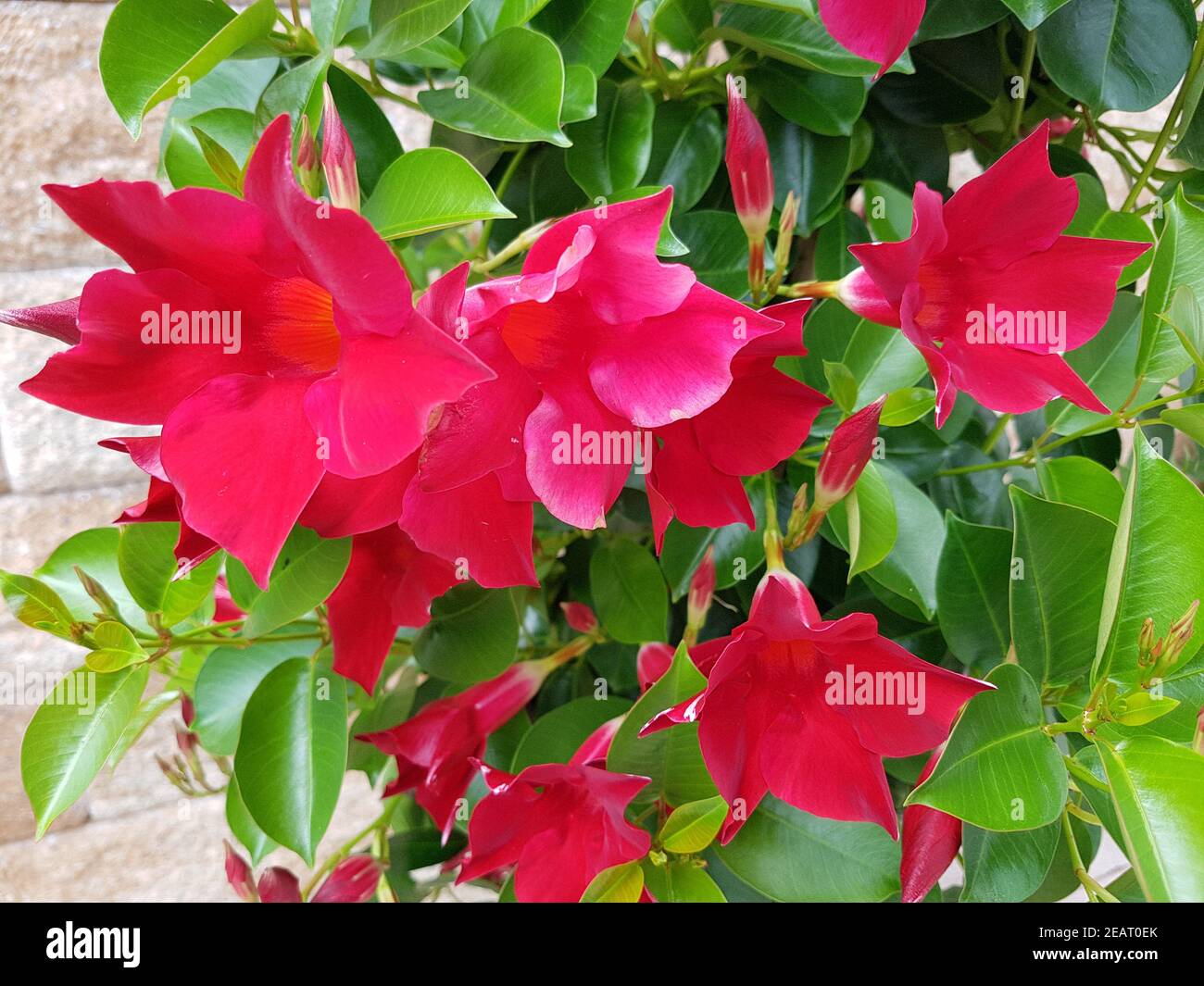 Dipladenia, Sanderi, Sundaville, Balkonblumen, Kuebelpflanze Foto Stock