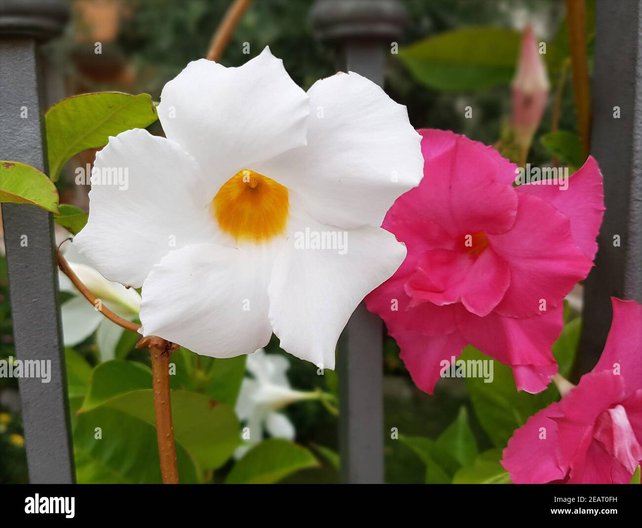 Dipladenia, Sanderi Sundaville Foto Stock