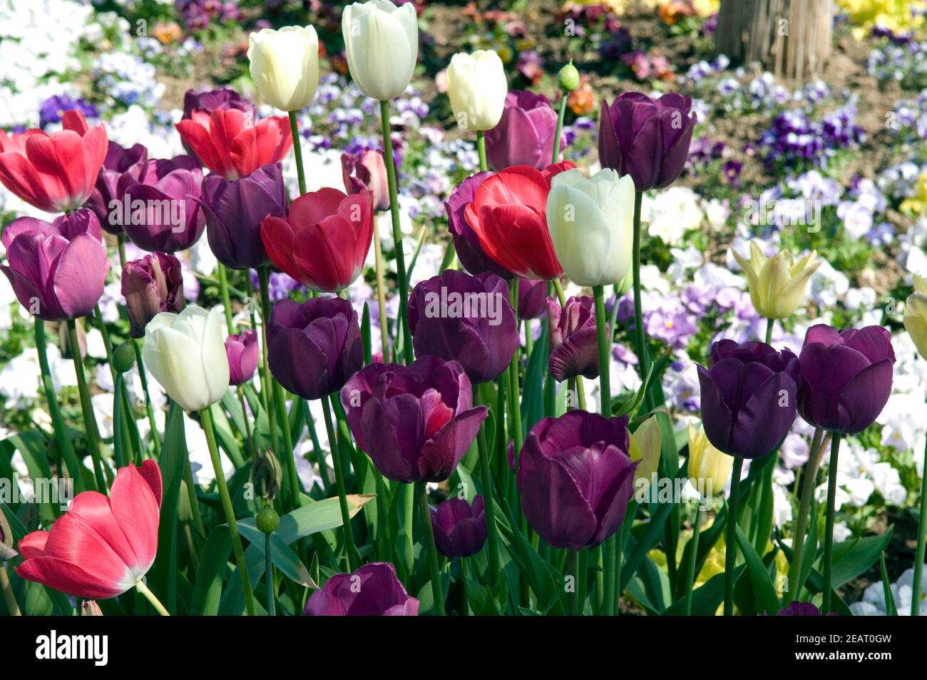 Tulpenbluete, Bunt Foto Stock