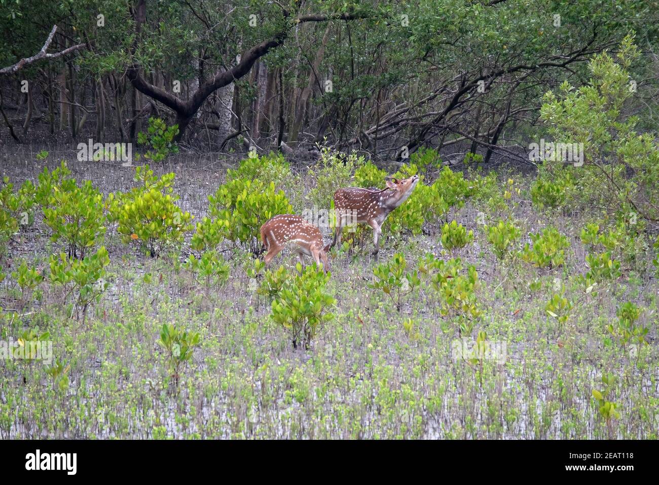 Giovane cervo civile, asse, foresta di mangrovie, Sundarbans, delta di Gange, Bengala Occidentale, India Foto Stock