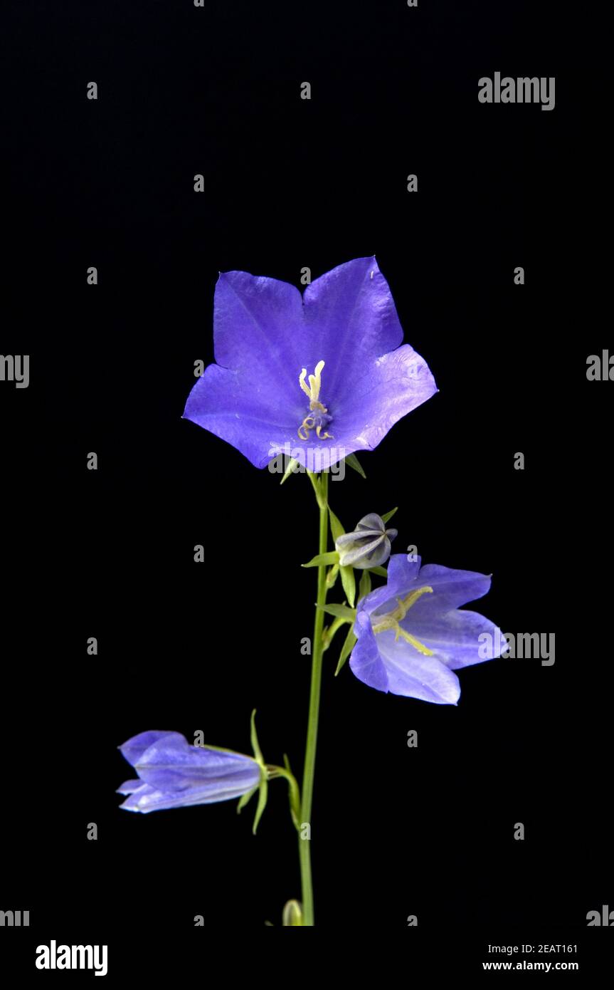 Rundblaettrige Glockenblume, Campanula rotundifolia Foto Stock