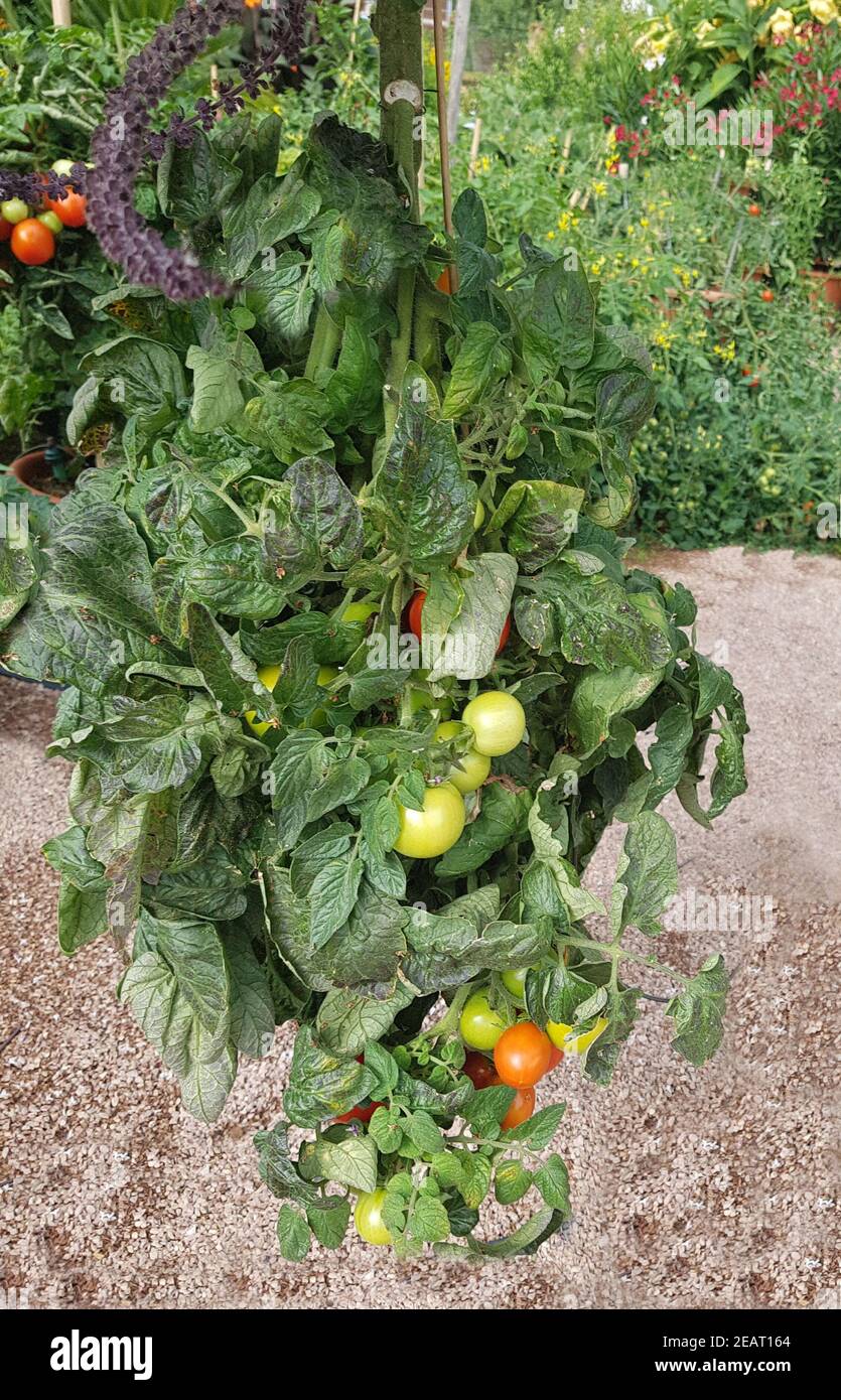 Capovolto, Tomato, Lycopersicon, esculentum Foto Stock