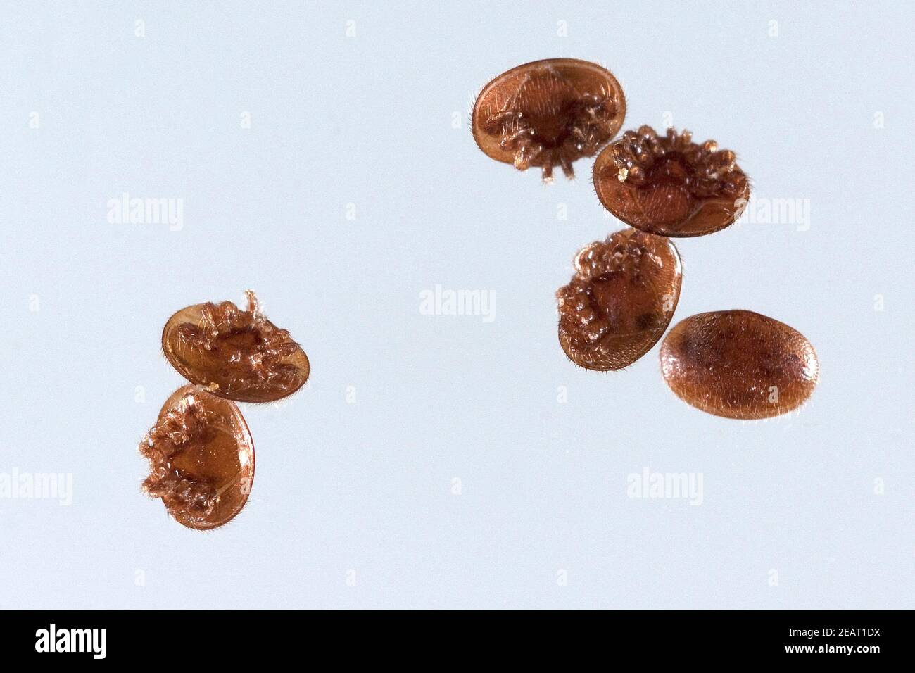 Varroamilbe, Varroa destructor, Foto Stock